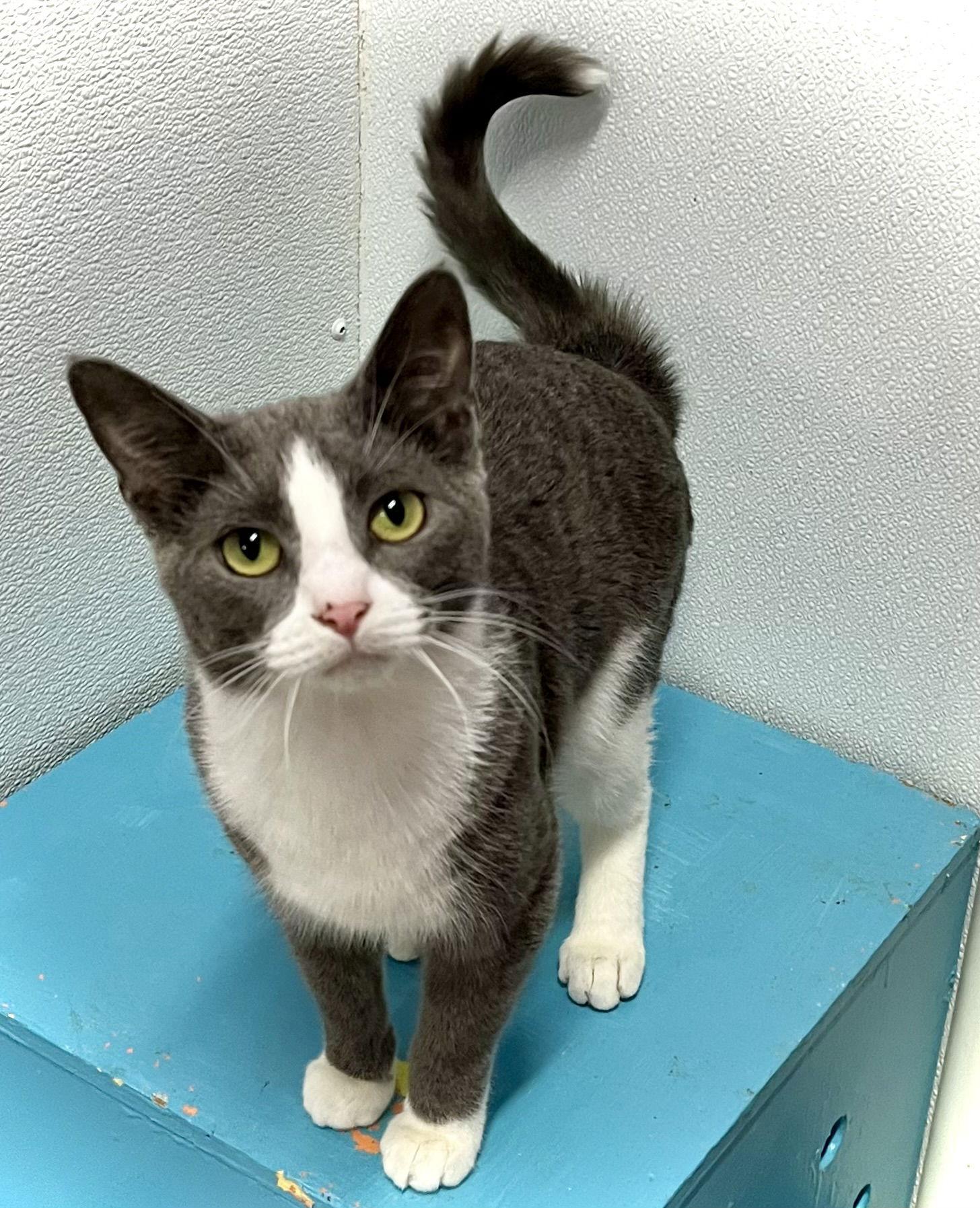 Enlarge Boomer, a Adopted Domestic Short Hair in Estherville, IA image 3/3