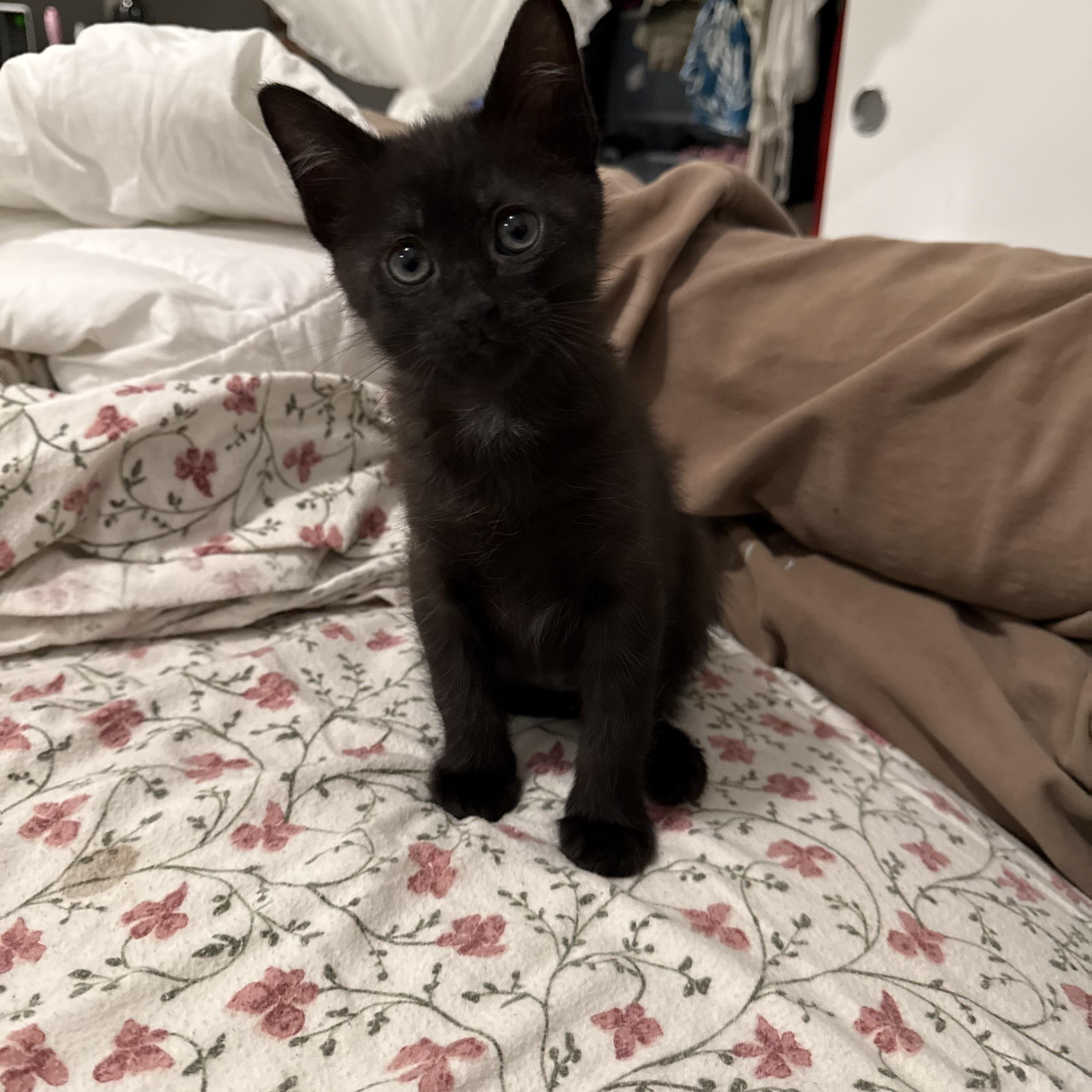 Enlarge Kit and Carson, a ADOPTABLE Domestic Short Hair in Rochester, WA image 1/2
