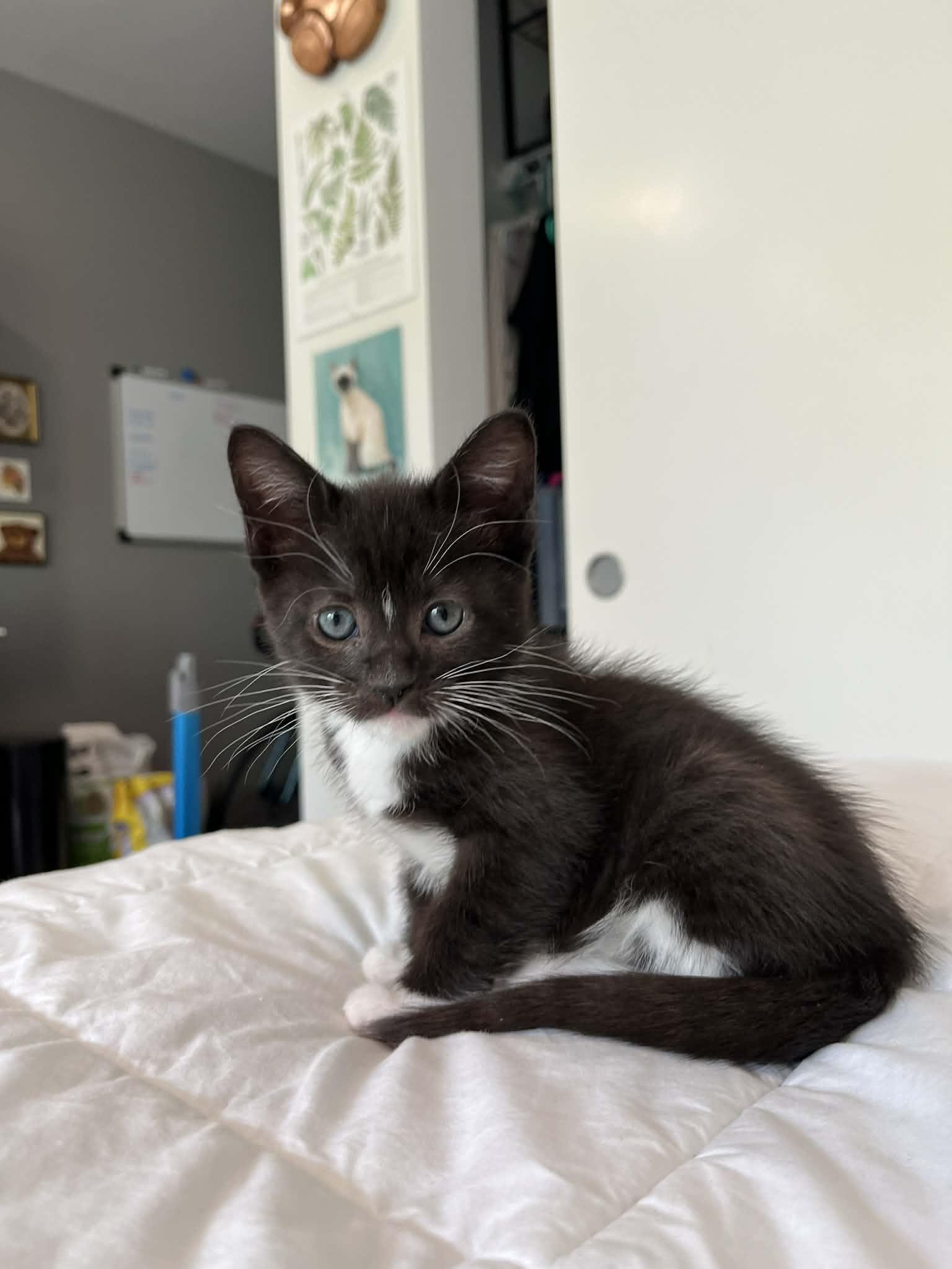 Enlarge Kit and Carson, a ADOPTABLE Domestic Short Hair in Rochester, WA image 2/2