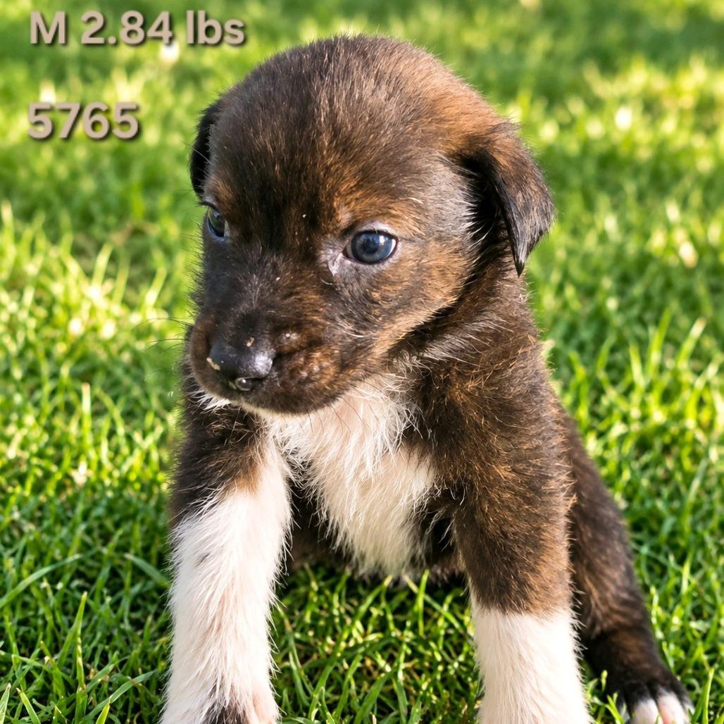Bobby, Adoptable, Puppy Male Border Collie.