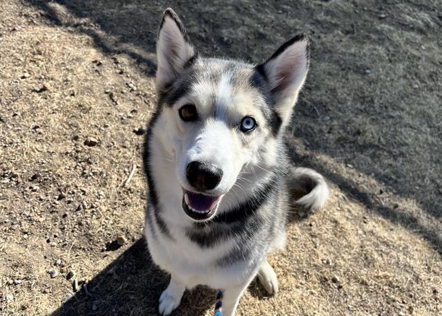 Enlarge GHOST, a Adoptable Siberian Husky in Colorado Springs, CO image 1/1