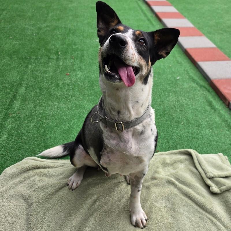Sophie, Adoptable, Adult Female Terrier & Mixed Breed.