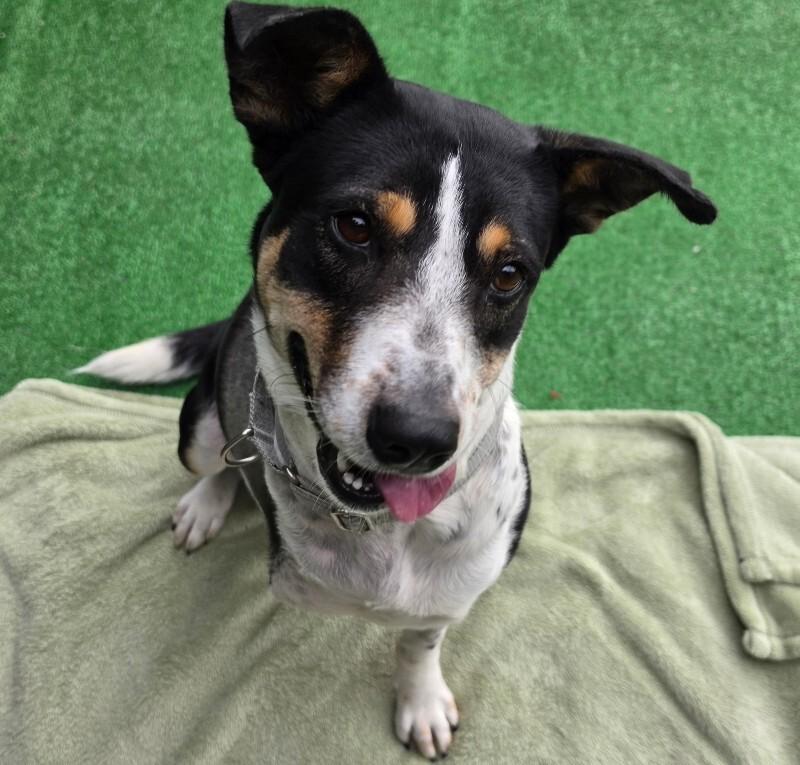Enlarge Sophie, a Adoptable mixed breed in Roanoke, VA image 2/4