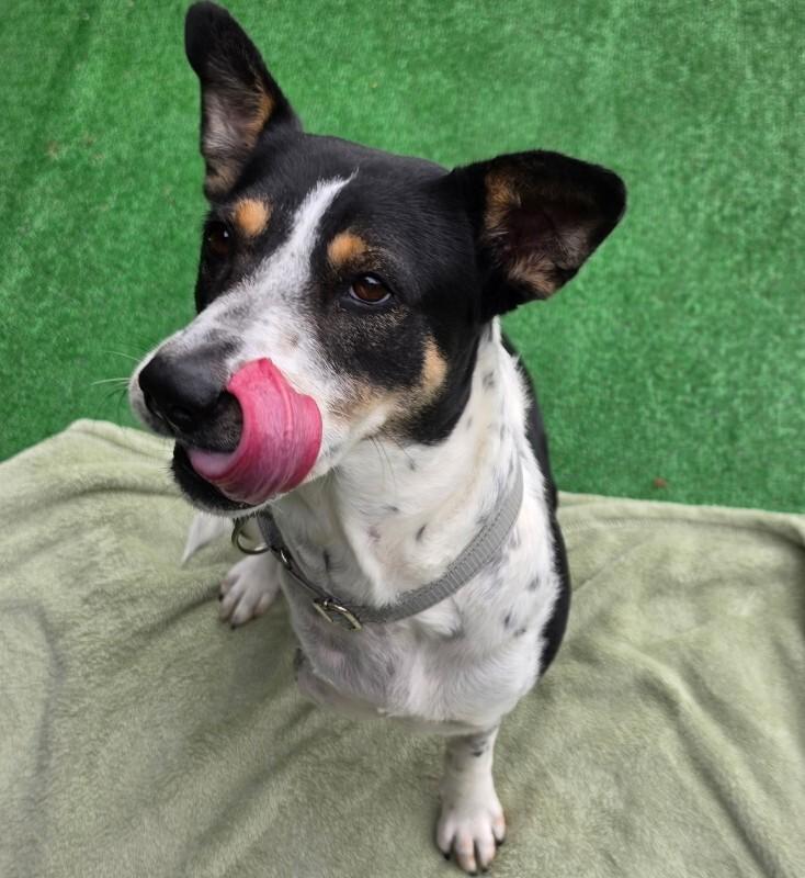 Enlarge Sophie, a Adoptable mixed breed in Roanoke, VA image 3/4