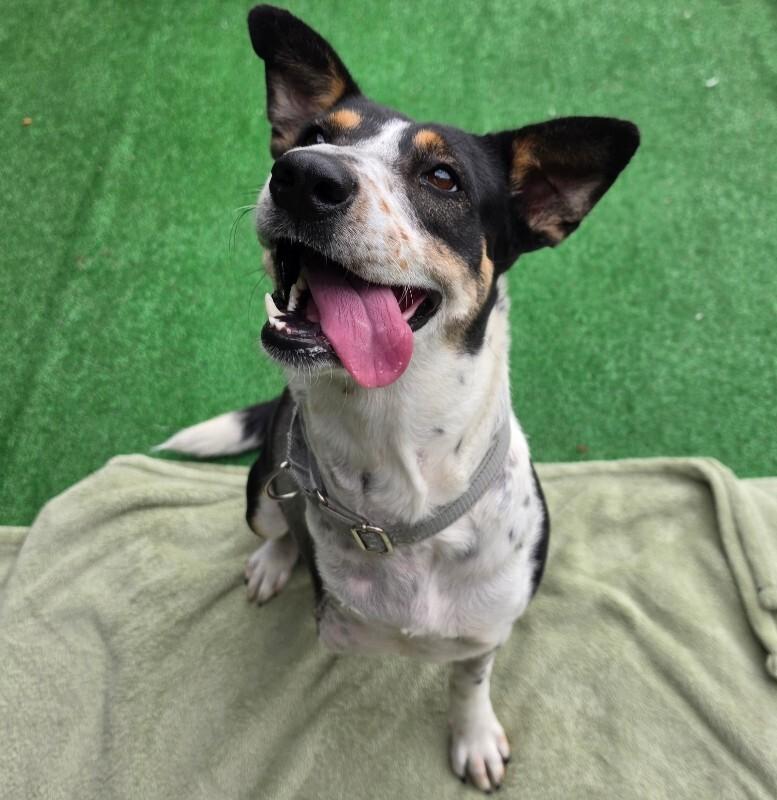 Enlarge Sophie, a Adoptable mixed breed in Roanoke, VA image 4/4