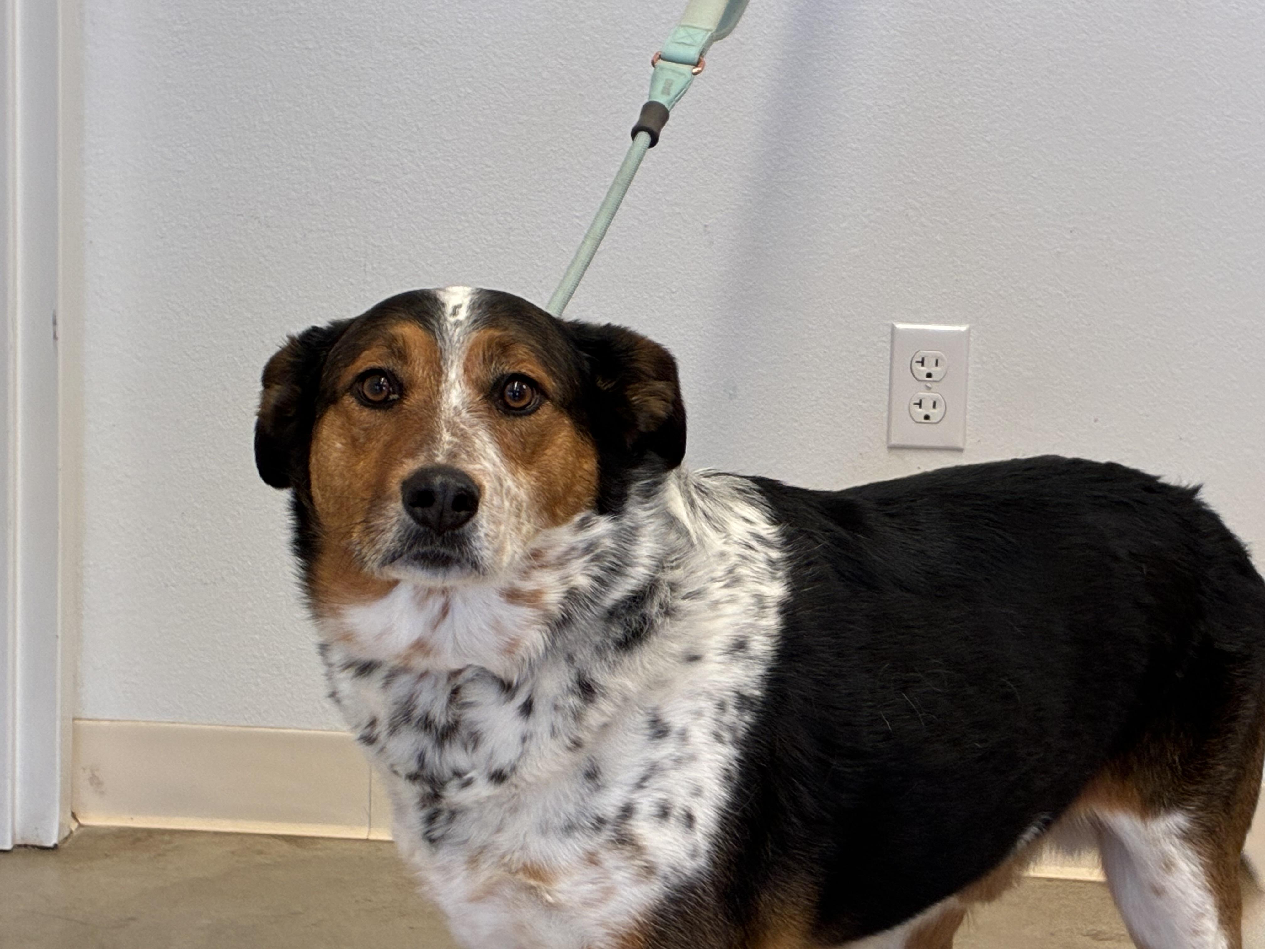 Enlarge Huck, a ADOPTABLE mixed breed in Greeley, CO image 3/3