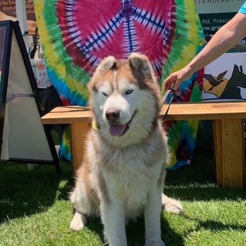 Tao, a ADOPTABLE Husky in Chino valley, AZ image 3/3