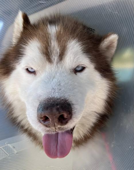 Tao, a ADOPTABLE Husky in Chino valley, AZ image 2/3