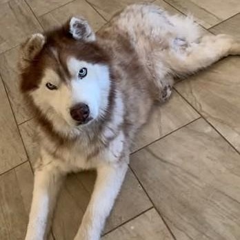 Enlarge Tao, a ADOPTABLE Husky in Chino valley, AZ image 1/1
