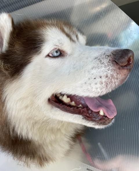 Tao, ADOPTABLE, Adult Male Husky.