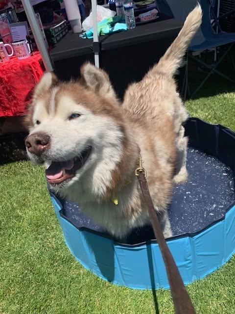 Tao, a ADOPTABLE Husky in Chino valley, AZ image 2/3