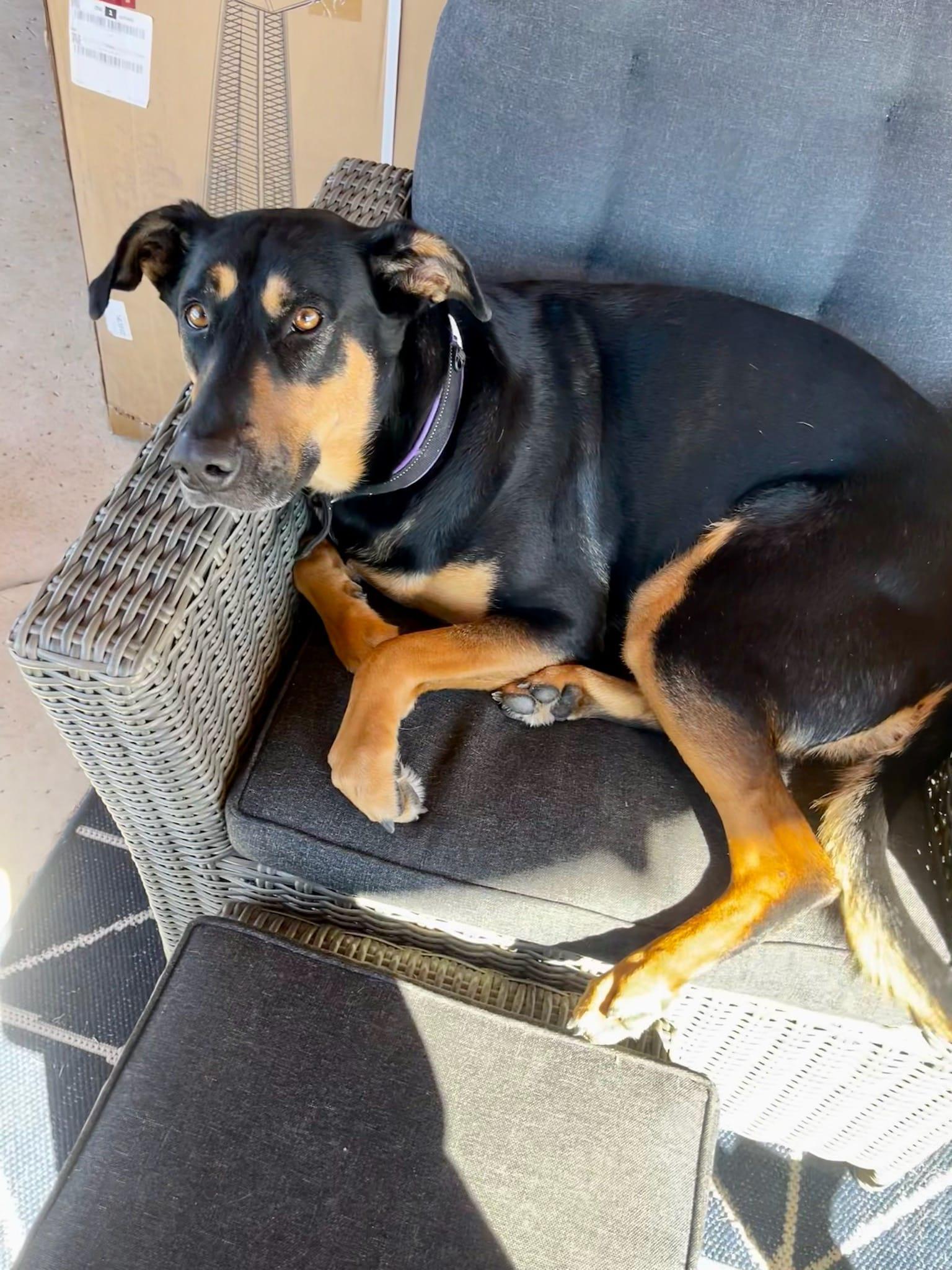 Candi, a Adoptable Shepherd in Colleyville, TX image 2/5