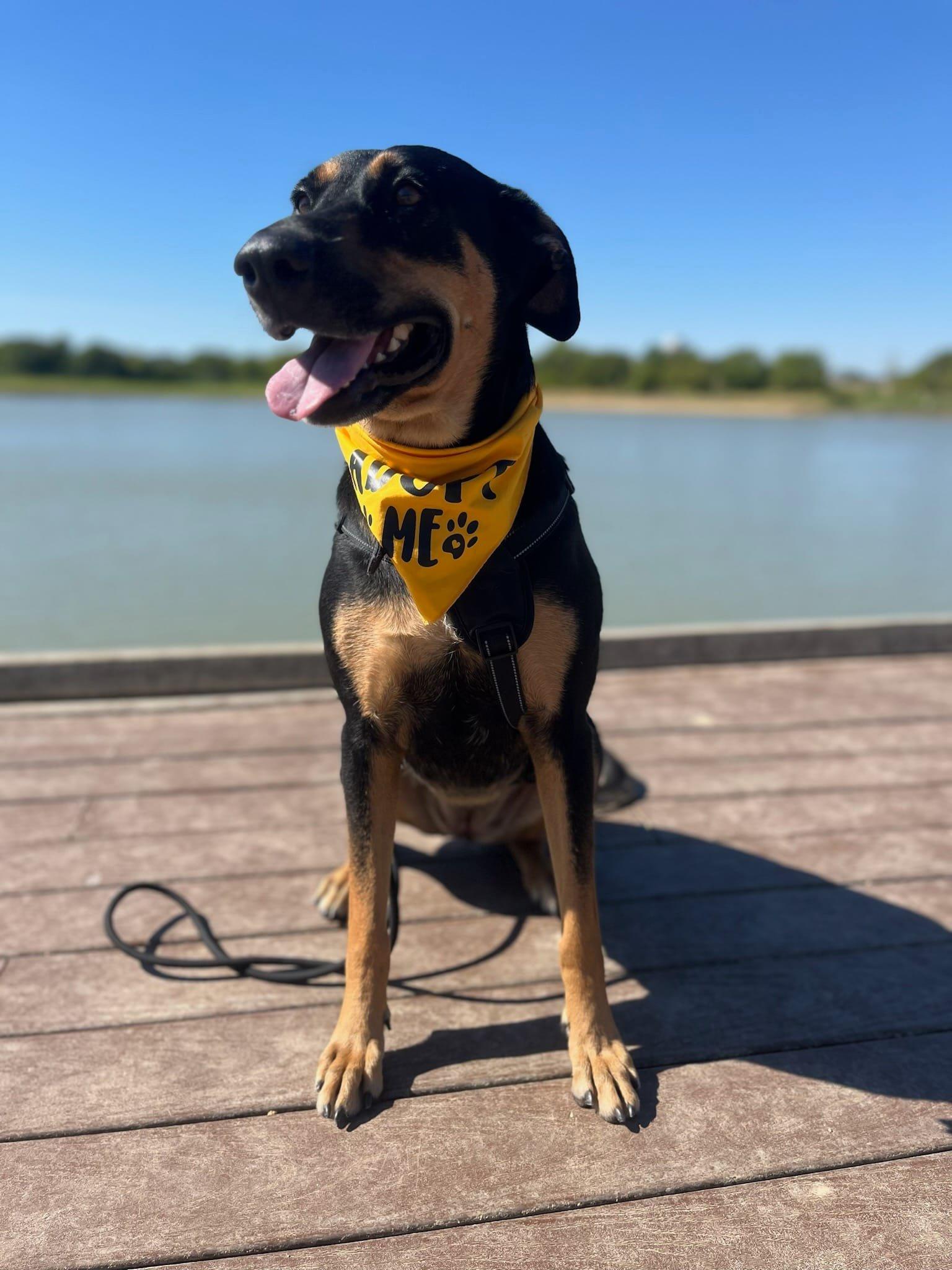 Candi, a Adoptable Shepherd in Colleyville, TX image 3/5