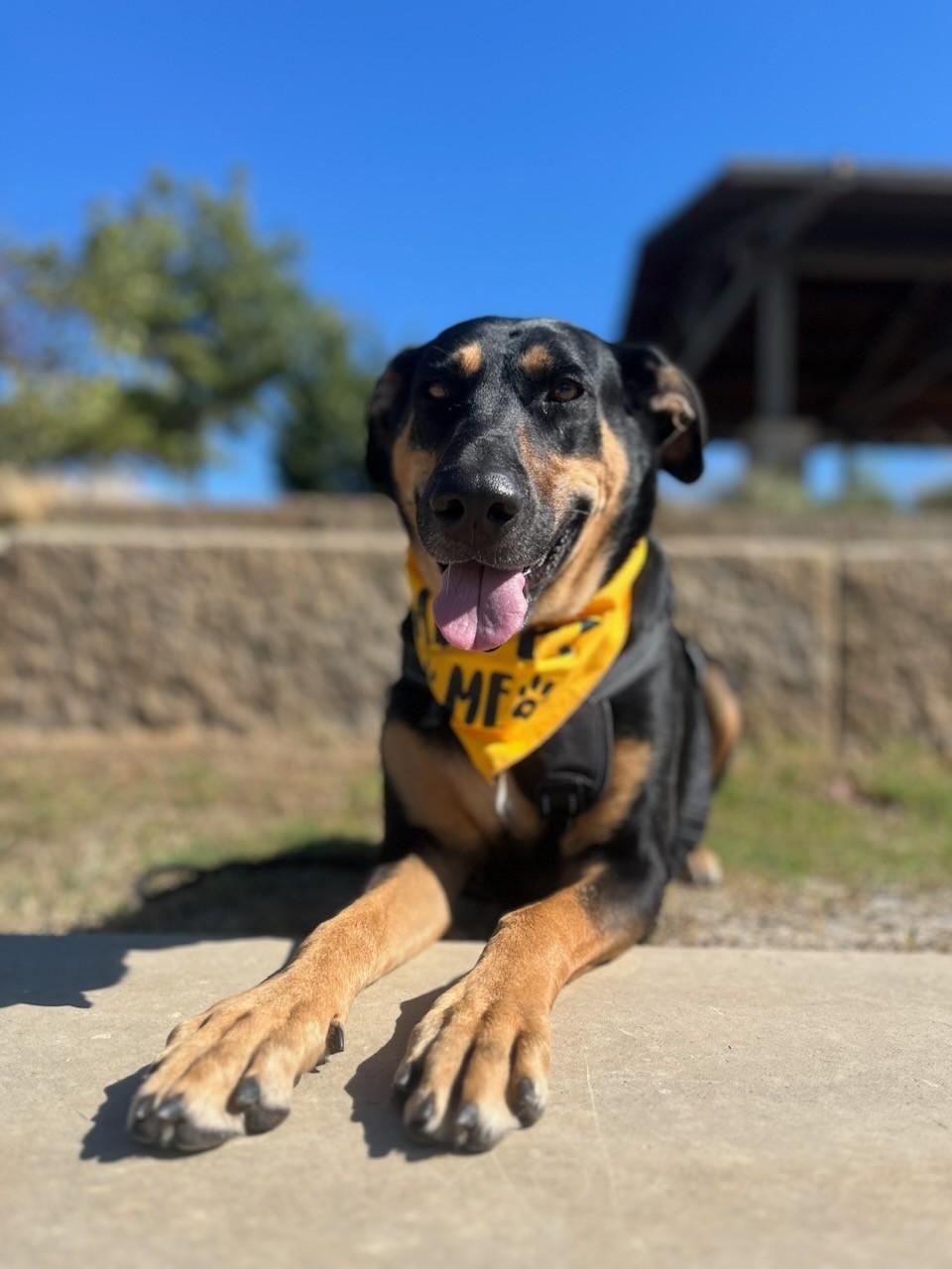 Candi, a Adoptable Shepherd in Colleyville, TX image 1/5