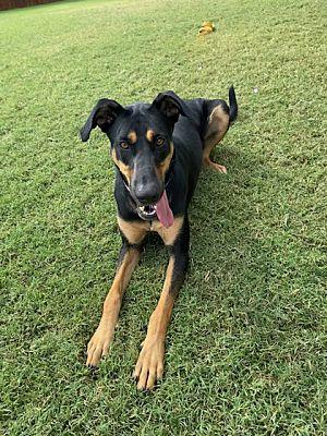 Candi, a Adoptable Shepherd in Colleyville, TX image 5/5