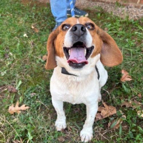 Reggie, a Adoptable mixed breed in Washington DC, DC image 1/4