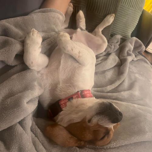 Reggie, a Adoptable mixed breed in Washington DC, DC image 2/4