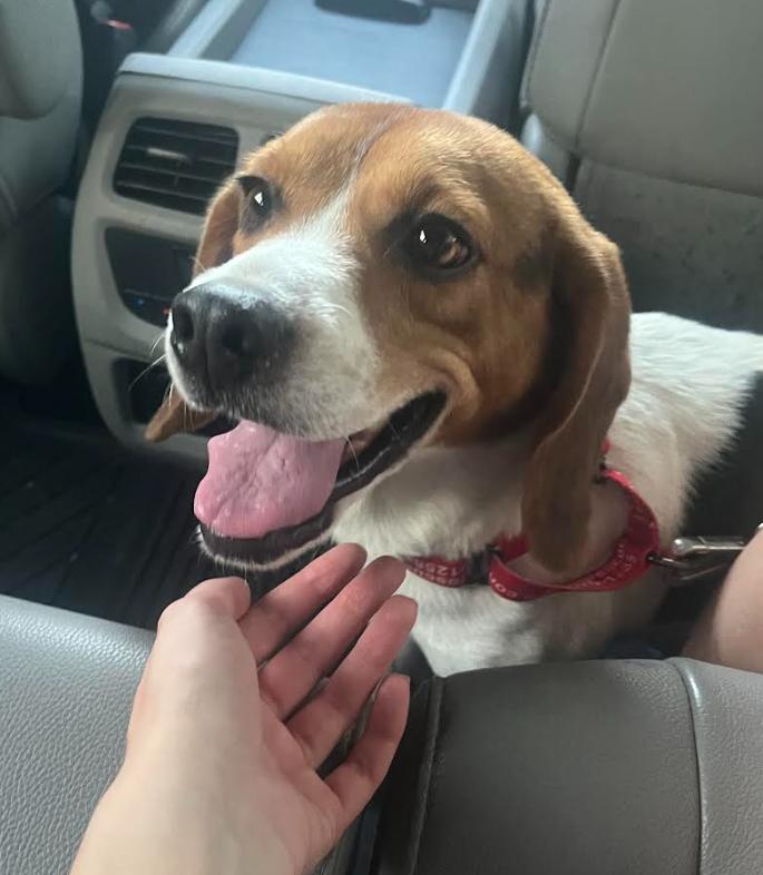 Reggie, a Adoptable mixed breed in Washington DC, DC image 3/4