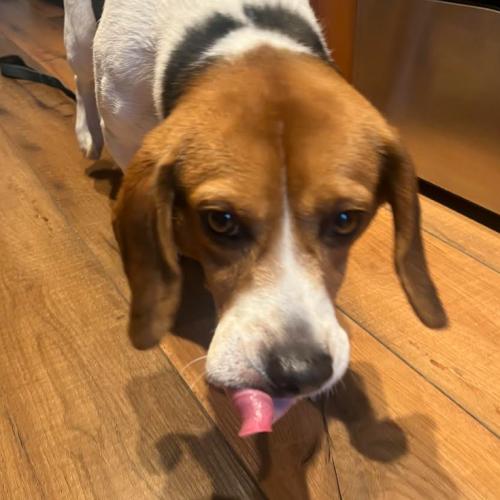 Reggie, a Adoptable mixed breed in Washington DC, DC image 4/4