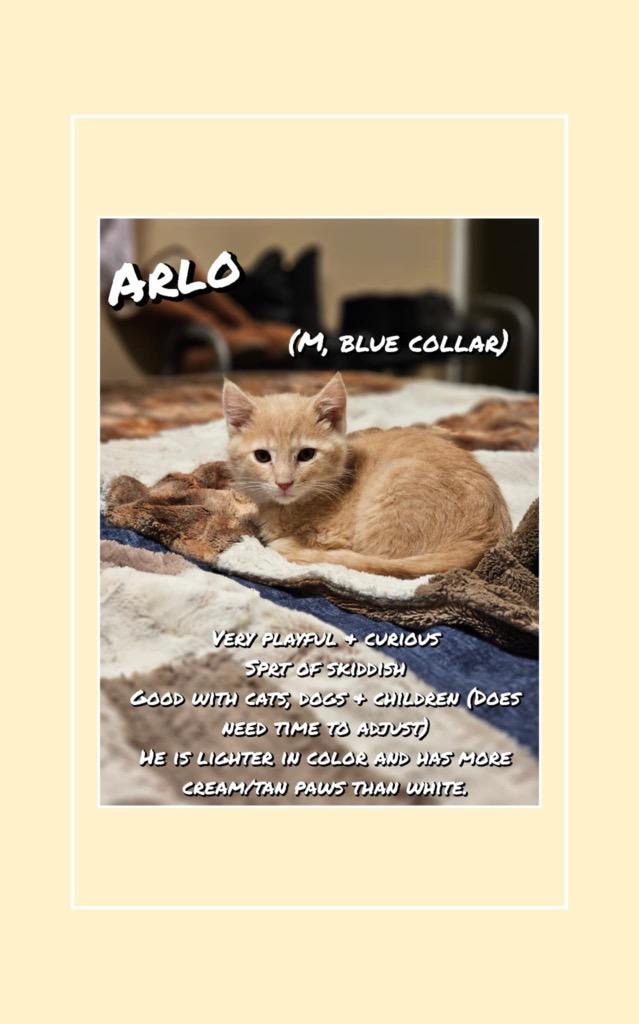 Arlo, Young Male Domestic Short Hair