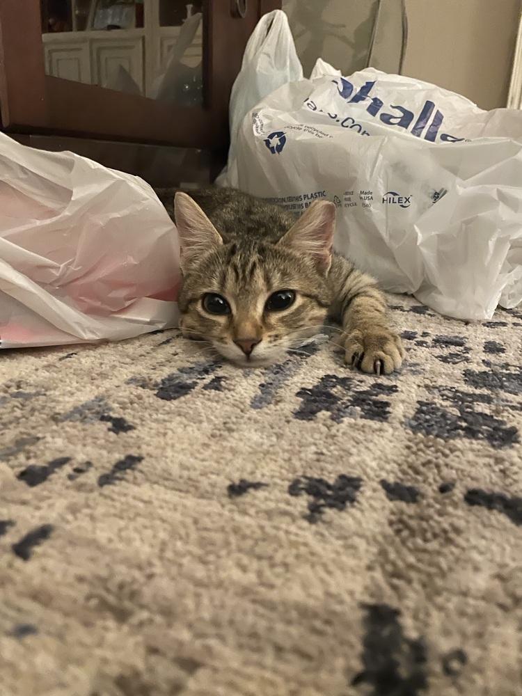 Mimi, Adoptable, Kitten Female Tabby & Domestic Short Hair.