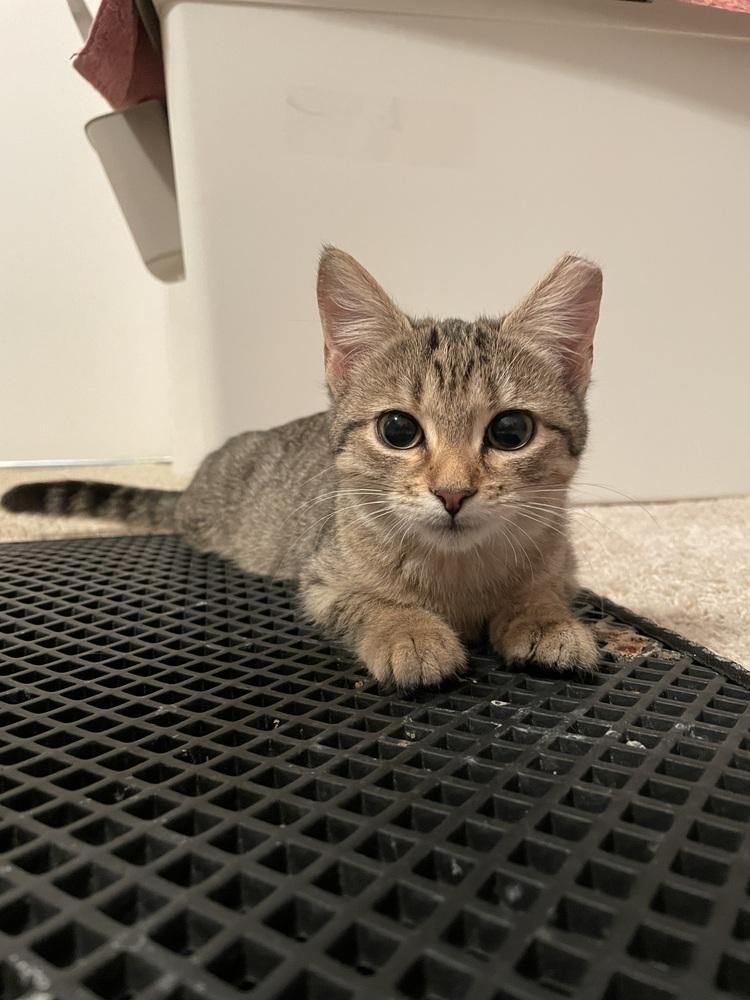 Mimi, Adoptable, Kitten Female Tabby & Domestic Short Hair.