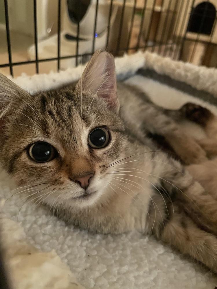 Enlarge Mimi, a Adoptable mixed breed in Saint Augustine, FL image 2/4