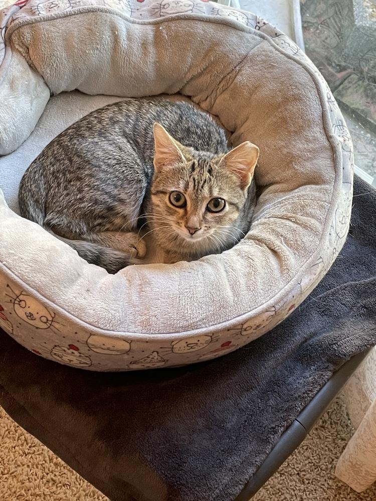 Enlarge Mimi, a Adoptable mixed breed in Saint Augustine, FL image 3/4