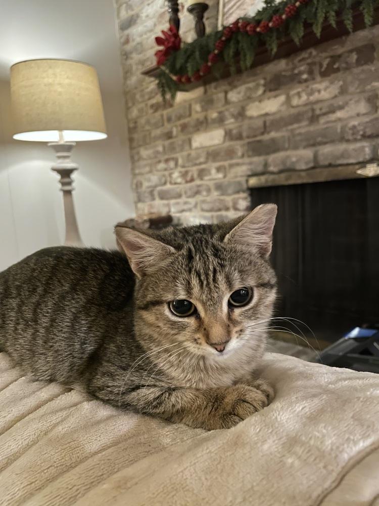 Enlarge Mimi, a Adoptable mixed breed in Saint Augustine, FL image 4/4