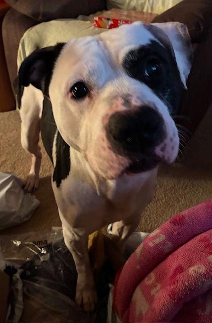 Enlarge Spot 25, a Adoptable Pit Bull Terrier in Hillside, IL image 1/3