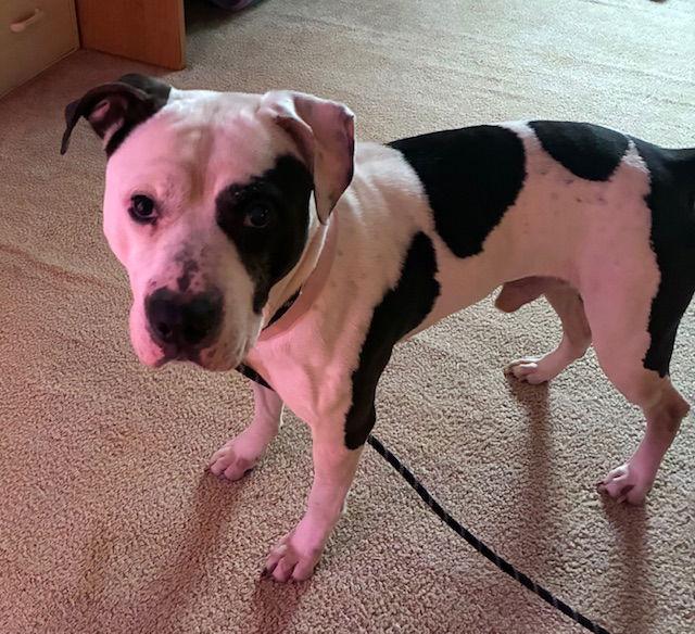 Spot 25, Adoptable, Adult Male Pit Bull Terrier.