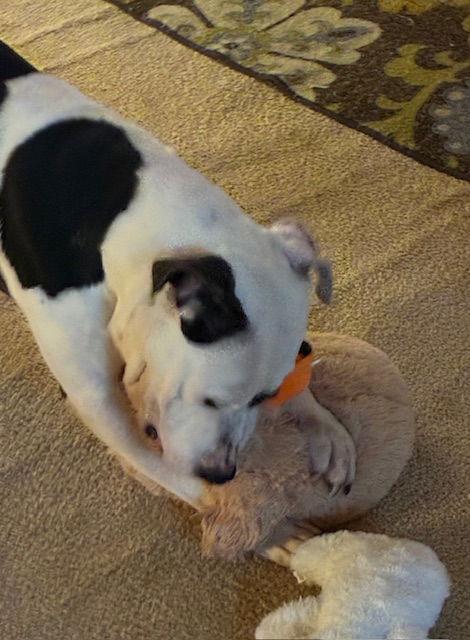 Enlarge Spot 25, a Adoptable Pit Bull Terrier in Hillside, IL image 3/3