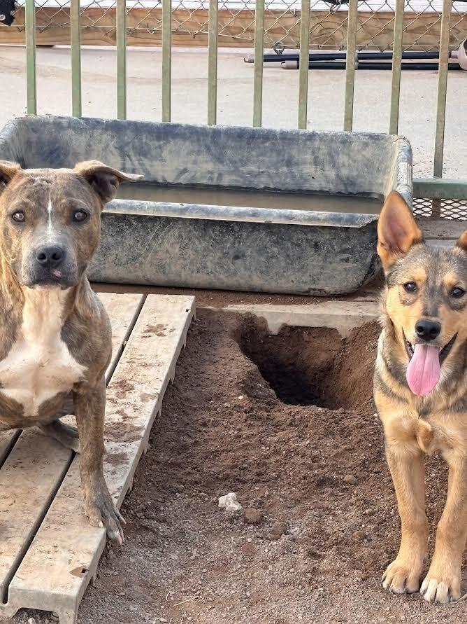 Tora, Adoptable, Adult Female Mixed Breed.