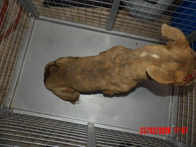 Tora, Adoptable, Adult Female Mixed Breed.