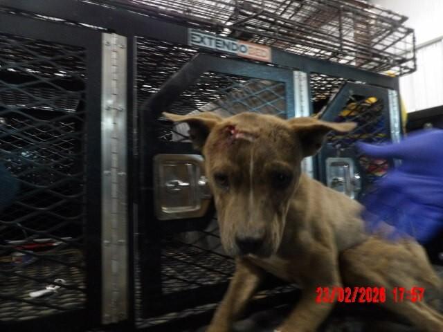 Enlarge Tora, a Adoptable Mixed Breed in Hobbs, NM image 2/4