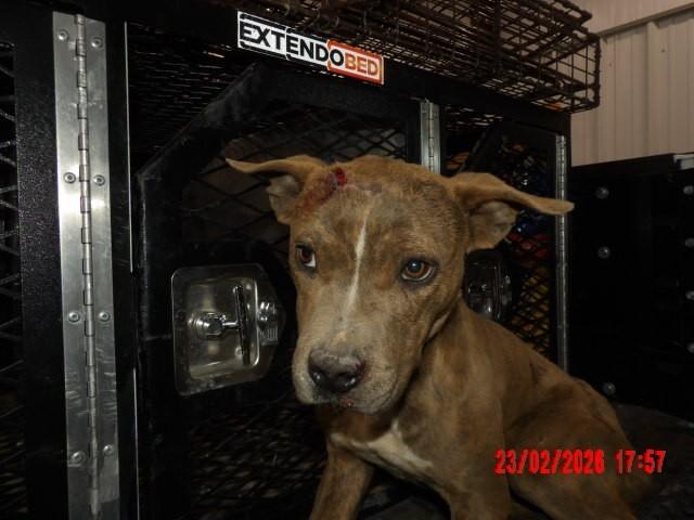 Enlarge Tora, a Adoptable Mixed Breed in Hobbs, NM image 3/4