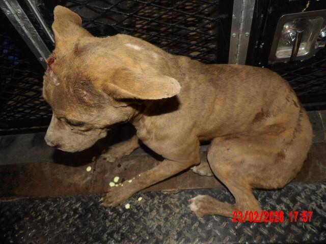 Enlarge Tora, a Adoptable Mixed Breed in Hobbs, NM image 4/4