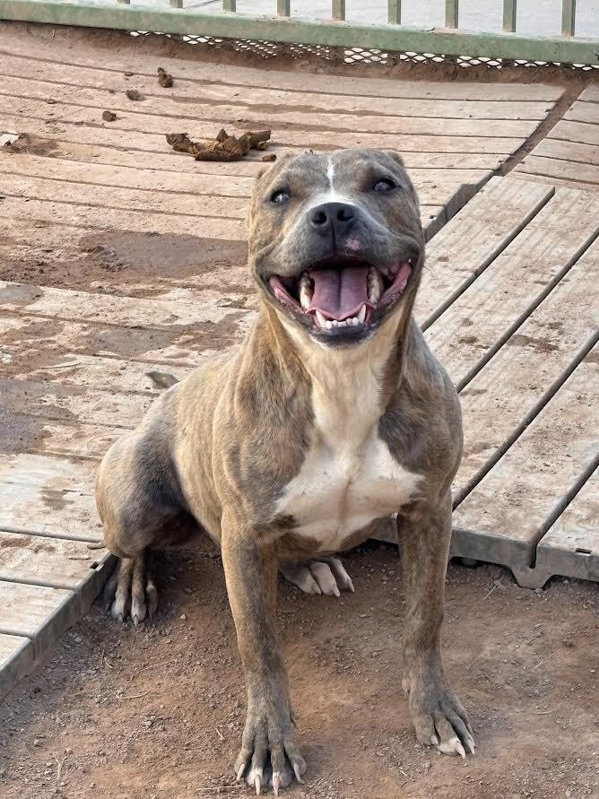 Enlarge Tora, a Adoptable Mixed Breed in Hobbs, NM image 6/6
