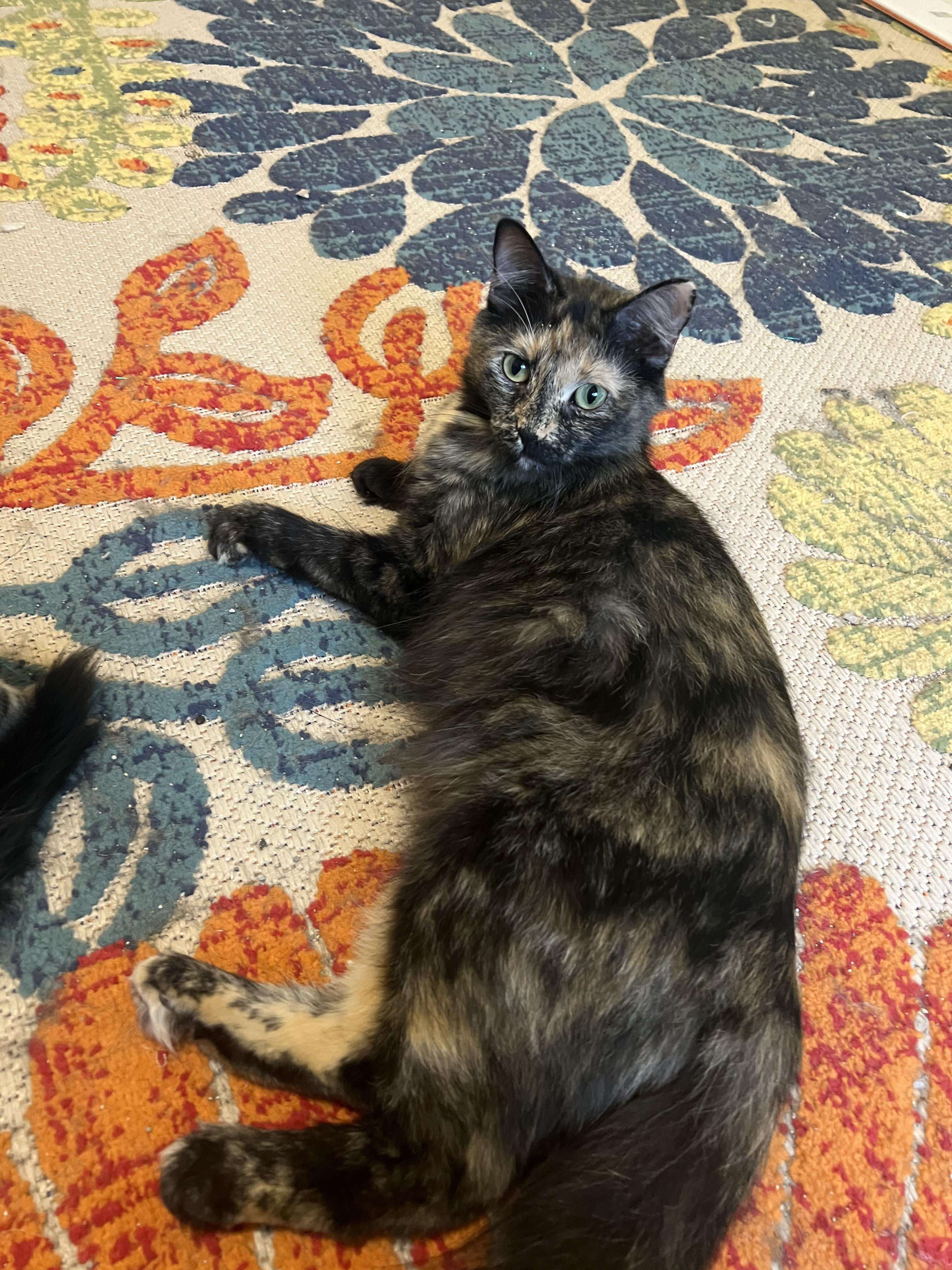 Ivy, Adult Female Domestic Long Hair
