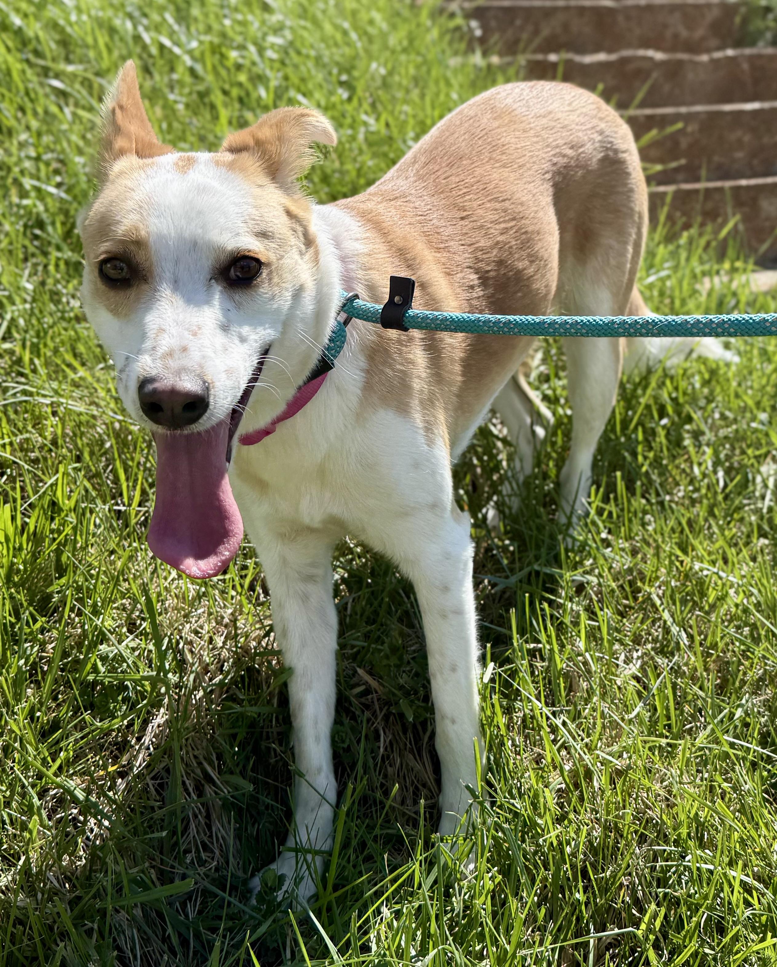 Roo , adopted, Young Female Parson Russell Terrier & Carolina Dog.