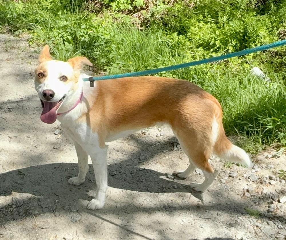 Enlarge Roo , an adopted mixed breed in sparta, NC image 4/4