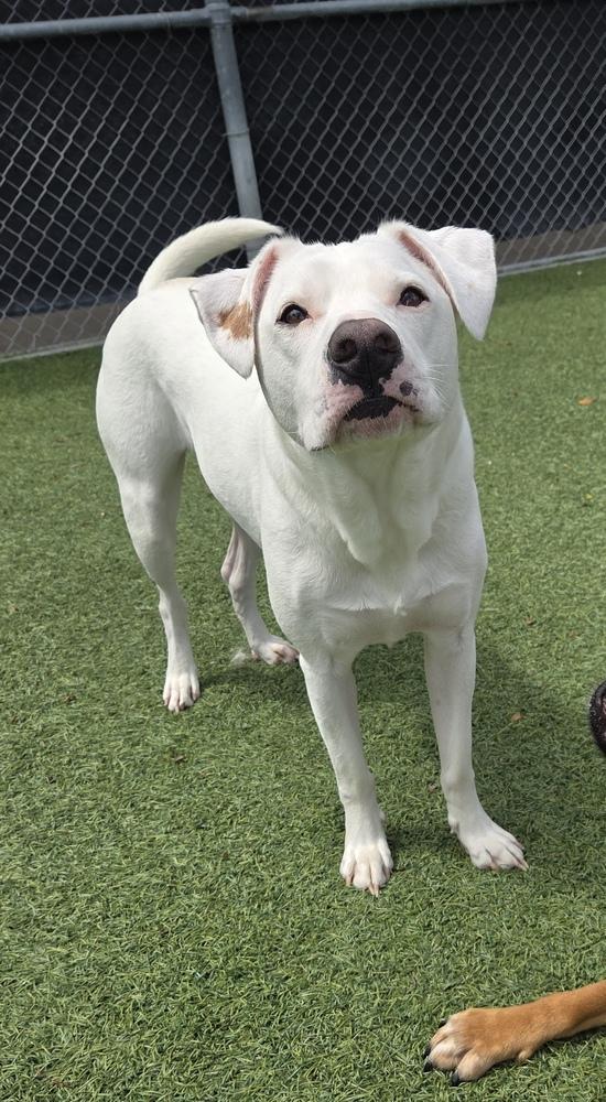 James, Adoptable, Young Male Mixed Breed.