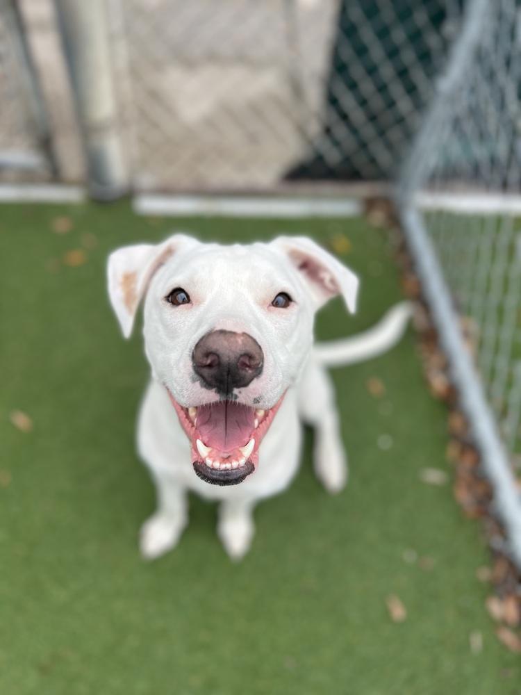 James, a Adoptable mixed breed in Orlando, FL image 1/4