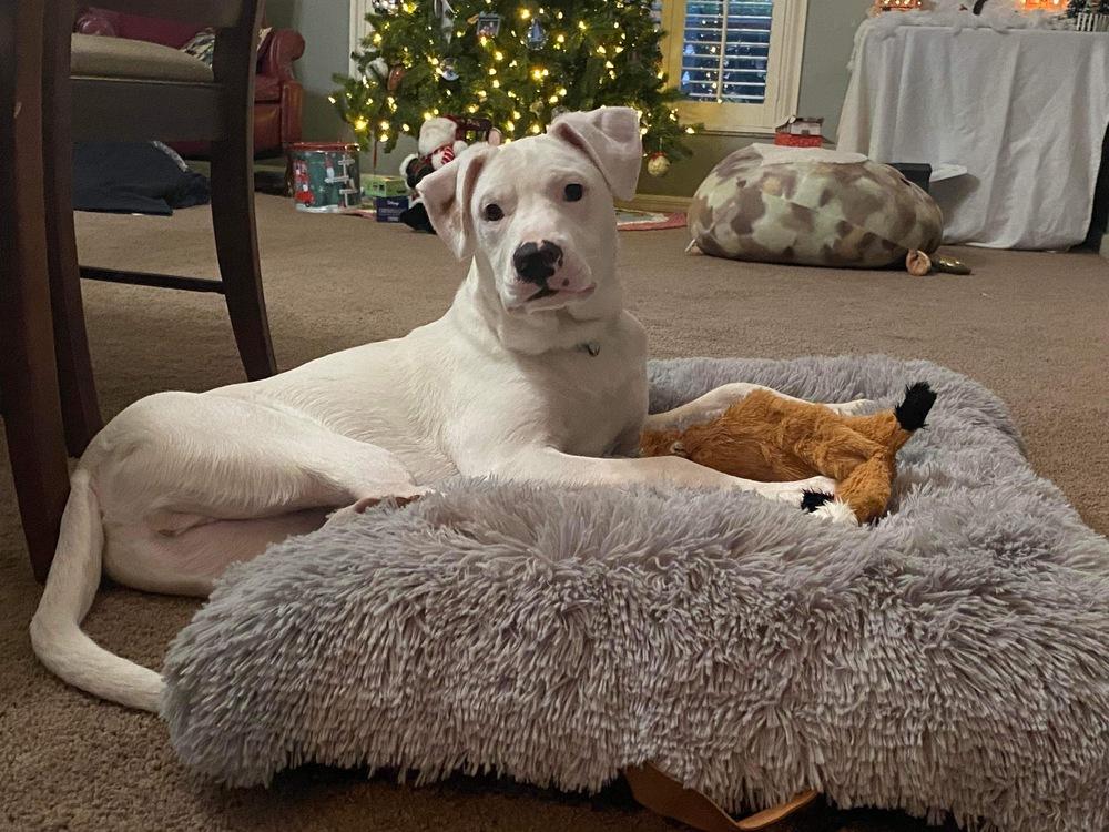 James, a Adoptable mixed breed in Orlando, FL image 2/4