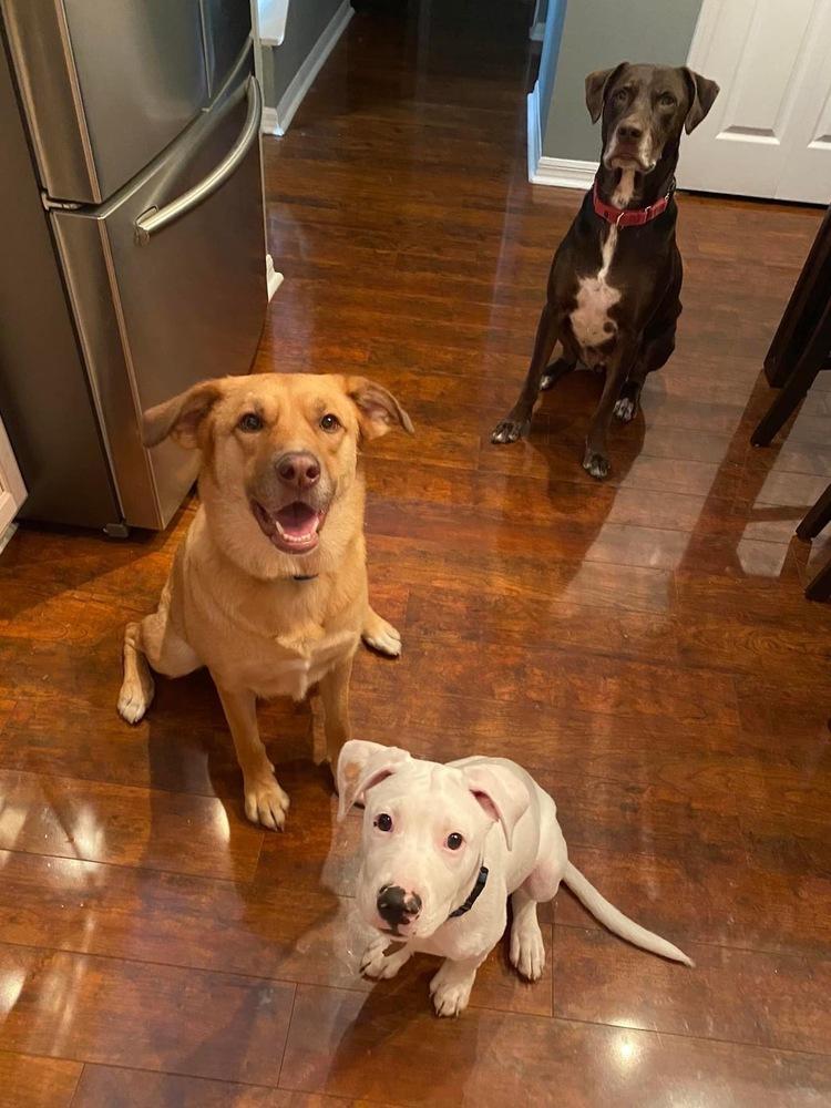 James, a Adoptable mixed breed in Orlando, FL image 3/4