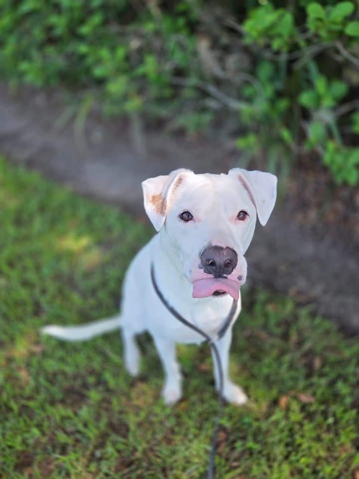 James, a Adoptable mixed breed in Orlando, FL image 4/5