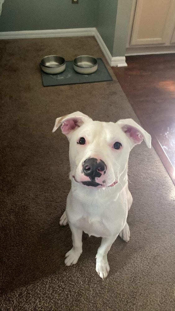 James, a Adoptable mixed breed in Orlando, FL image 4/4