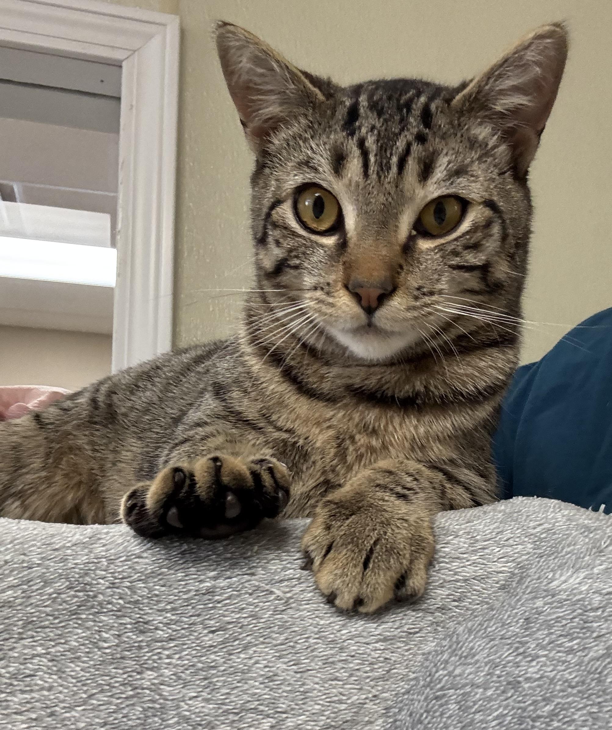 Toby, ADOPTABLE, Young Male Domestic Short Hair.