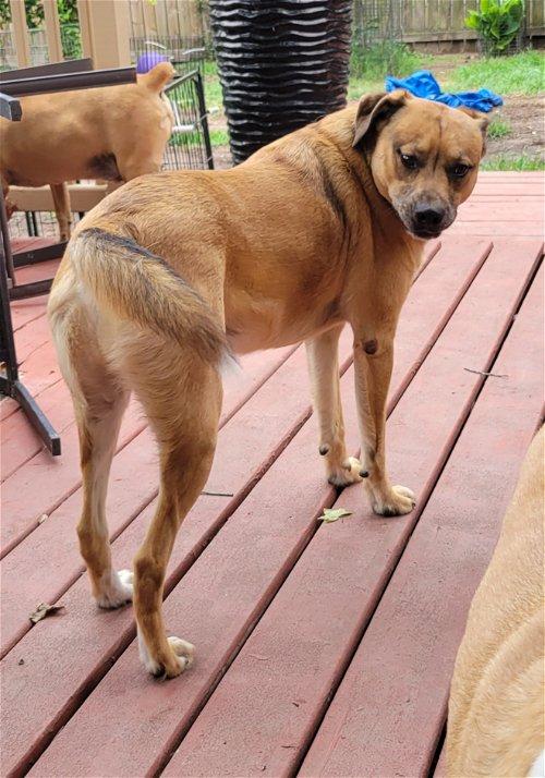 Kane, Adoptable, Adult Male Catahoula Leopard Dog & Shepherd.