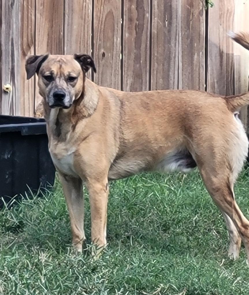 Enlarge Kane, a Adoptable mixed breed in Spring, TX image 2/6